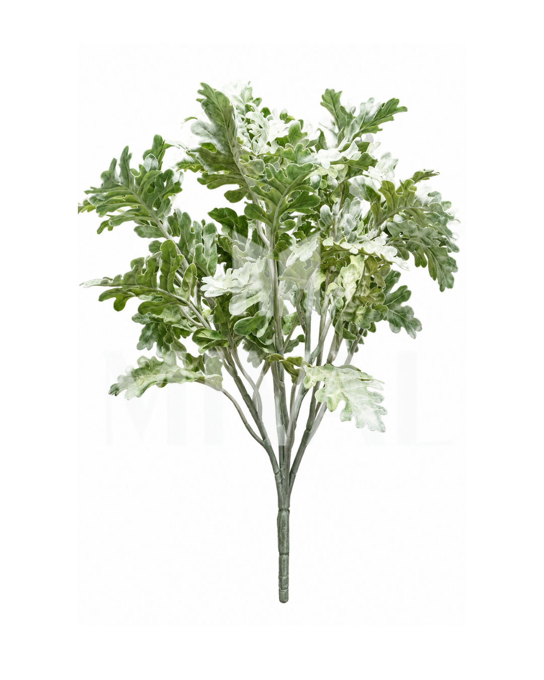 DUSTY MILLER