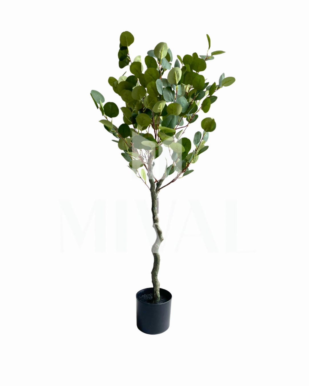 PLANTA EUCALIPTO