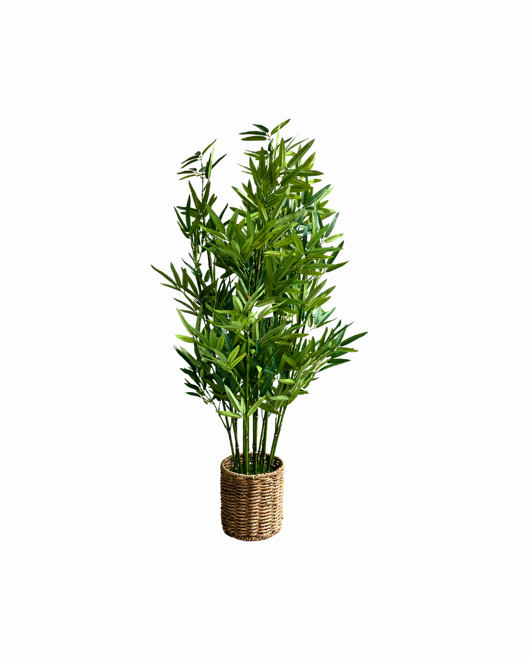 PLANTA BAMBOO