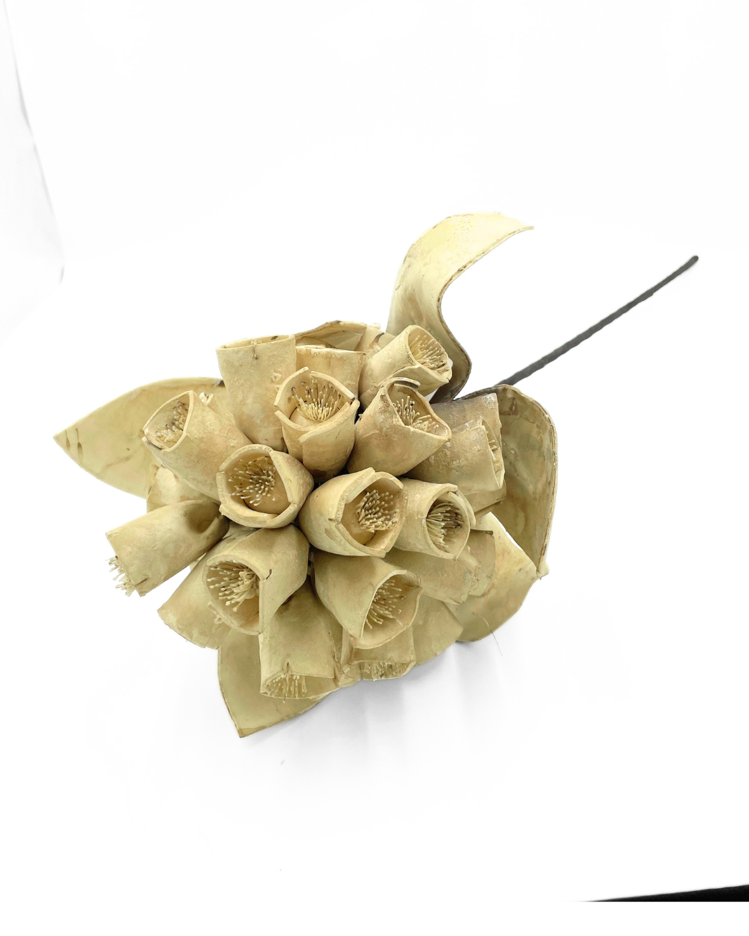VARA FLOR PROTEA BEIGE